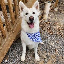 Wynter - German Shepherd