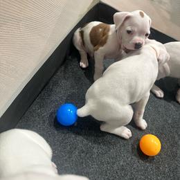 Bailey - Boy 1 - dark Blue - heart on side - White male Boxer puppy in Nashville, Tennessee from Best Friends over 20+ years experience