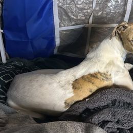 Golden Retriever and Greyhound Puppies from K and E Kennels