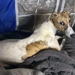 Golden Retriever and Greyhound Puppies from K and E Kennels