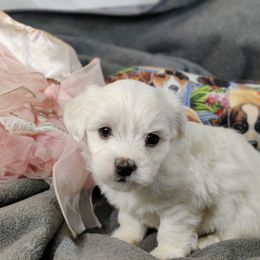 Missy - White female Coton de Tulear puppy in Westfield, North Carolina from Legacy Pets