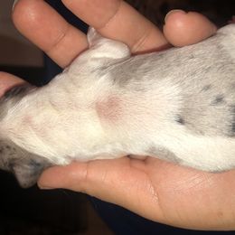 Diamond - Piebald Dachshund puppy in Saint Paul, Minnesota from Vibrant Eyes Doxies