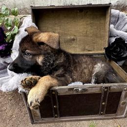 Cersei Lannister - Sable female German Shepherd puppy in Chino, California from BlueStone K9