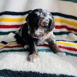 Aussiedoodle and Australian Shepherd Puppies from Homestead Aussies & Doodles