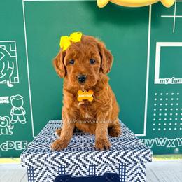 Honey crisp - Red  female Goldendoodle puppy in West Haven, Utah from Split Mountain Doodles