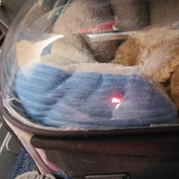 Aussiedoodle, Poodle, and Toy Australian Shepherd Puppies from Heartland Ranch