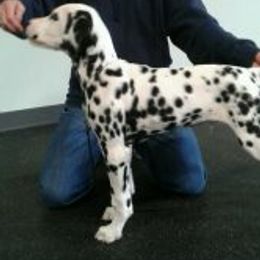 Dalmatians from Kate Gilliatt's Dalmatians