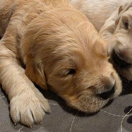 HANK - Green - Golden male Golden Retriever puppy in Lucasville, Ohio from Halo Kennels