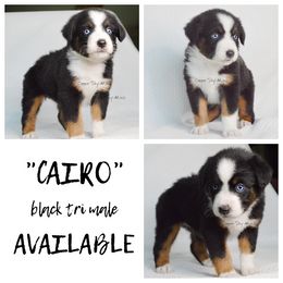 Cairo - Black tri female Miniature American Shepherd puppy in Montpelier, Virginia from Copper Sky Aussies & Mini American Shepherds