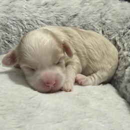 Taffy - Gold and white female Shihpoo puppy in Brevard County, Florida from Enchanting Puppies