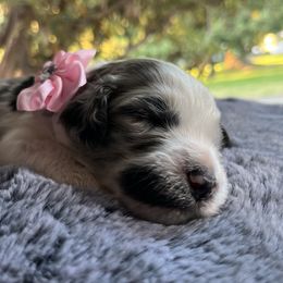 Aussiedoodle Puppies from Kiki’s Doodles