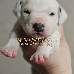 Tan - White and black male Dalmatian puppy in Conrath, Wisconsin from JSF Dalmatians LLC