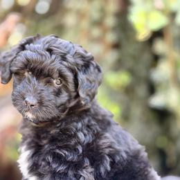 Lucy - female Australian Mountain Doodle puppy in Highland, Utah from Angel Pups Deluxe