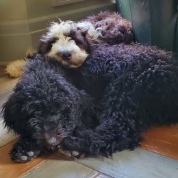 Sheepadoodles from Black Tie Sheepadoodles
