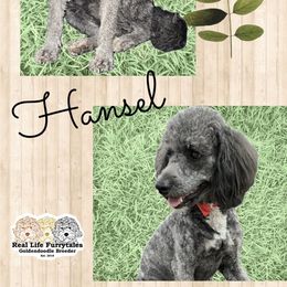 Hansel - Goldendoodle