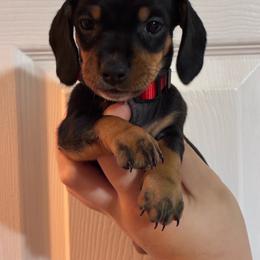 Darla - Black and tan female Dachshund puppy in Springfield, Tennessee from Savannah’s Doxie Palace