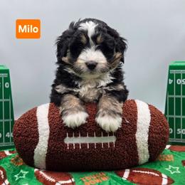 Santa- Orange collar - Tri-color male Bernedoodle puppy in Summerville, South Carolina from Channys Doodles