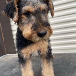Pink - Black and tan female Airedale Terrier puppy in Castle Rock, Washington from Seaquest Airedales