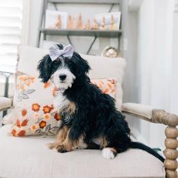 Kimmy - Tri-color female Bernedoodle puppy in Murray, Utah from Sun Valley Doodles