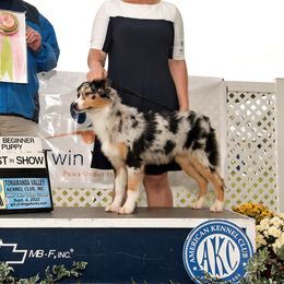 Australian Shepherds and Miniature American Shepherds from Crickhollow Australian Shepherds