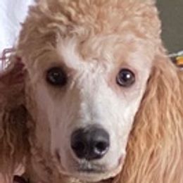 Poodles from We Have Standards!