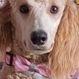 Poodles from We Have Standards!