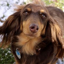Fancy - Dachshund