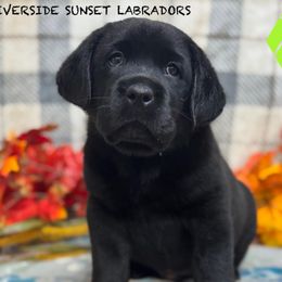 Green collar - Black male Labrador Retriever puppy in Beaverdam, Virginia from Riverside Sunset Labrador Retrievers