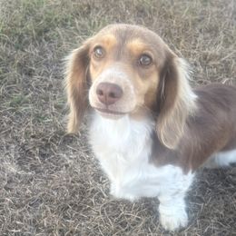 Dachshunds from Creek Life Mini Dachshunds