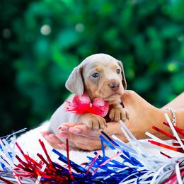 Raviella - Fawn (isabella) and tan female Dachshund puppy in Fort Myers, Florida from Blossom Paws