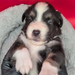 Jasmine3Boy6- BTM,LONG Tail, blue eyes likely, CHIC-OFA-DNA-AKC Titled Parents - Black tri-color male Australian Shepherd puppy in South Hill, Virginia from Silverside Aussies LLC
