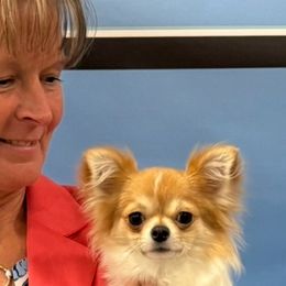 Chihuahuas from Hidden Valley