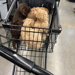 Goldendoodle Puppies from Dream Lake Doodles