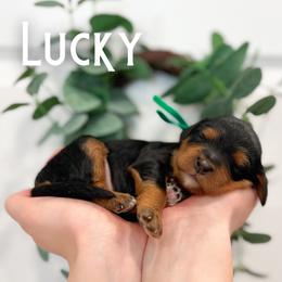Lucky - Black and tan male Cavapoo puppy in South Jordan, Utah from Wonderful World Doodles