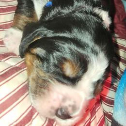 Mr Blue - Black white and tan male English Springer Spaniel puppy in Montville, Connecticut from Hillside Springs Farm