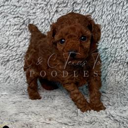 Red - Red  female Poodle puppy in Austin, Texas from C & C Texas Toy Poodles