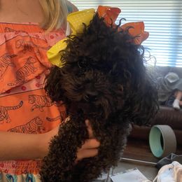 Priscilla - Poodle