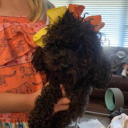Priscilla - Poodle