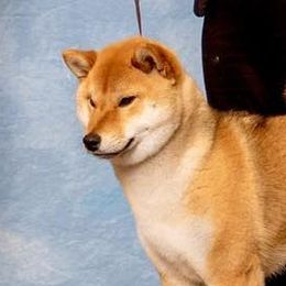 Pretty (Crazy) "Kitty" - Shiba Inu