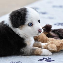 Girl 1 - female Toy Australian Shepherd puppy in Wichita Falls, Texas from Shooting Stars Ranch Toy and Mini Aussies