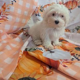 MIDDLE GIRL - White female Maltese puppy in Las Vegas, Nevada from Puppy Van
