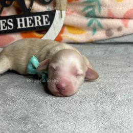 White Ash - Cream female Dachshund puppy in Washington from Beautiful Doxies