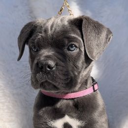 Treasure - Gray female Cane Corso puppy in Hayward, California from Grande Kennels