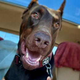 Rogue - Doberman Pinscher