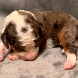 Winnie - Blue merle female Bernedoodle puppy in Vacaville, California from Starlight Goldendoodles