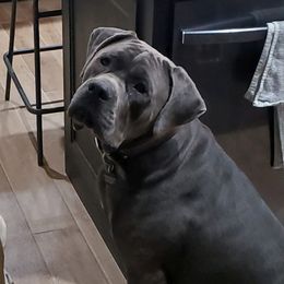 Trigger - Cane Corso