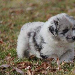 Australian Shepherd Puppies from Big Sky Aussies