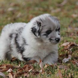Australian Shepherd Puppies from Big Sky Aussies