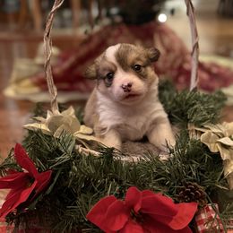 Puppy 3 - Red female Pembroke Welsh Corgi puppy in Grantsville Md, Maryland from Standing Oaks Kennel
