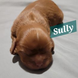 Sully - Ruby male Cavalier King Charles Spaniel puppy in Seneca, Kansas from Palmer Cavaliers